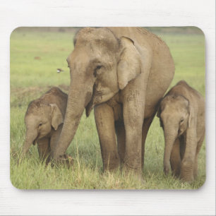 Tapis De Souris Éléphant d'Asie indien et jeunes