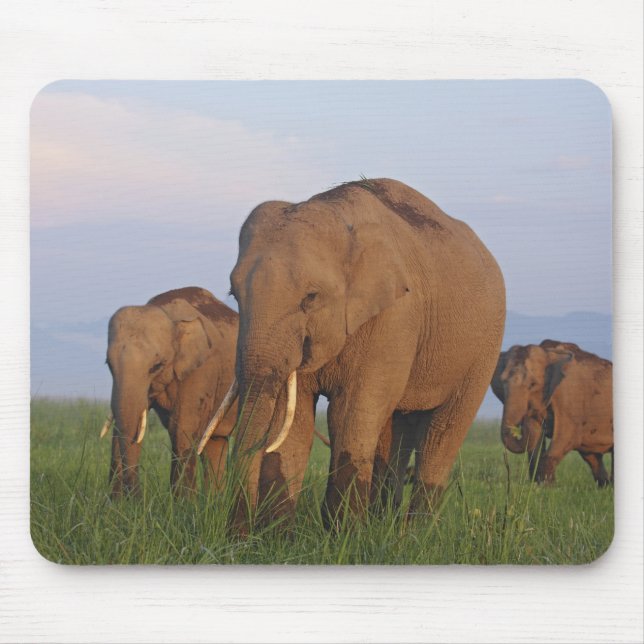 Tapis De Souris Éléphants indiens dans la prairie (Devant)