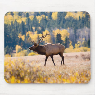 Tapis De Souris Elk in Rocky Mountain National Park, Colorado