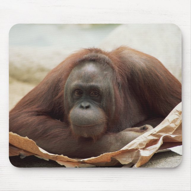 Tapis De Souris Ensemble faunique - Primates 7 (Devant)