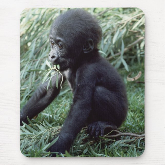 Tapis De Souris Ensemble faunique - Primates 8 (Devant)