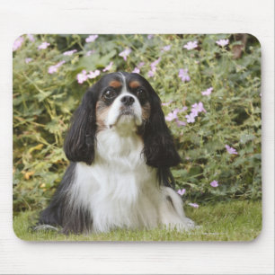 Tapis De Souris Épagneul cavalier tricolore du Roi Charles sur