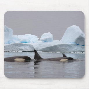 Tapis De Souris épaulards (orques), Orcinus orca, groupe