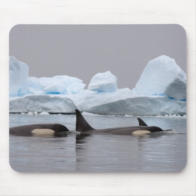 Tapis De Souris épaulards (orques), Orcinus orca, groupe (Devant)