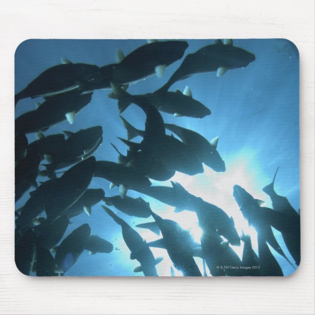 Tapis De Souris Équateur, archipel des Galapagos, île Wolf, (Devant)