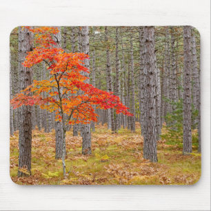 Tapis De Souris Érable aux couleurs d'automne