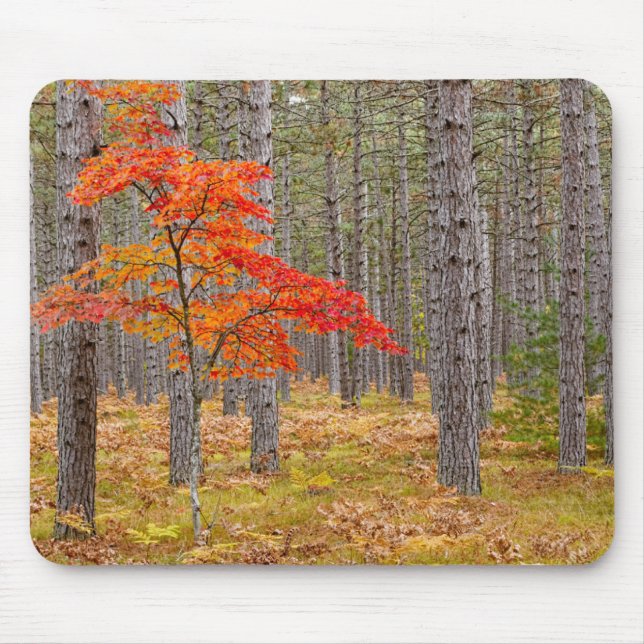 Tapis De Souris Érable aux couleurs d'automne (Devant)
