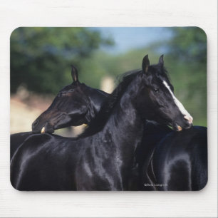 Tapis De Souris Éraflure arabe de cheval