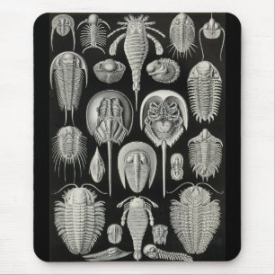 Tapis De Souris Ernst Haeckel - Aspidonia
