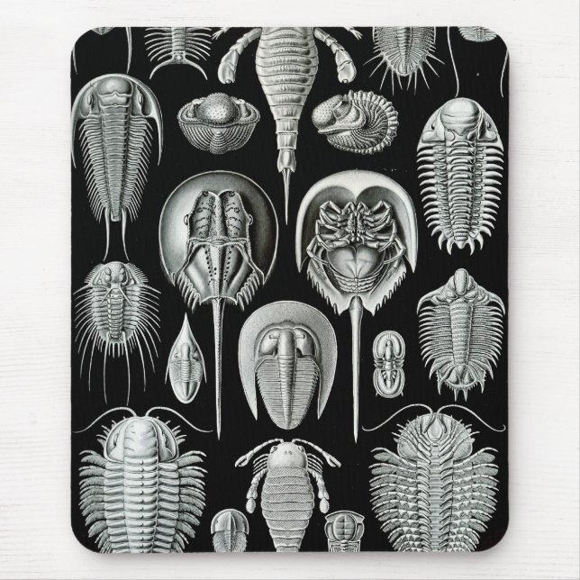 Tapis De Souris Ernst Haeckel - Aspidonia (Devant)
