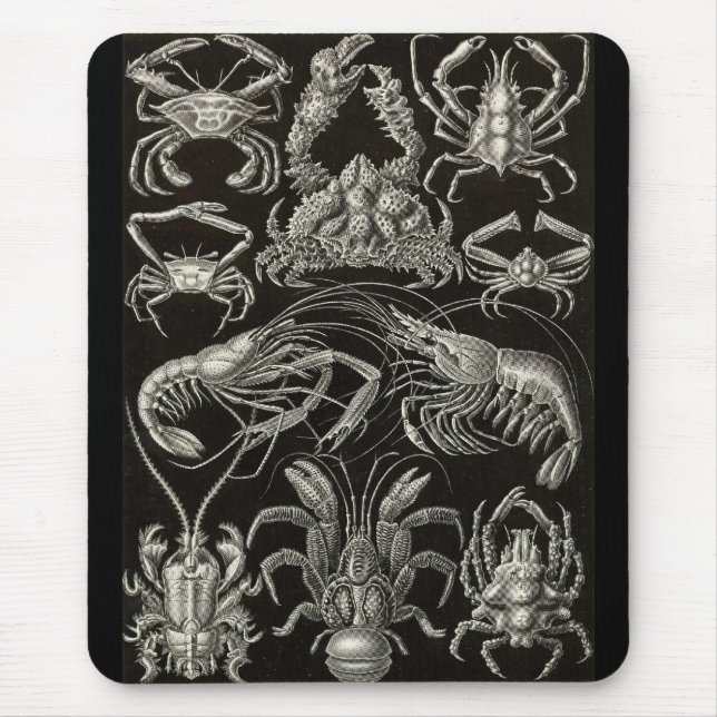 Tapis De Souris Ernst Haeckel - décapode (Devant)