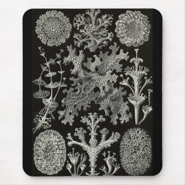 Tapis De Souris Ernst Haeckel - Lichenes (Devant)