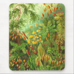 Tapis De Souris Ernst Haeckel - Muscinae<br><div class="desc">Ernst Haeckel - Muscinae</div>
