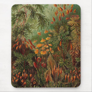 Tapis De Souris Ernst Haeckel Muscinae illustration vintage