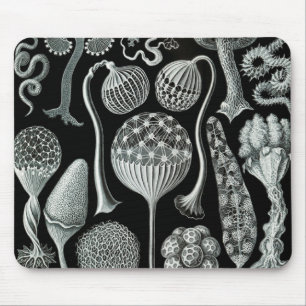Tapis De Souris Ernst Haeckel Naturalista