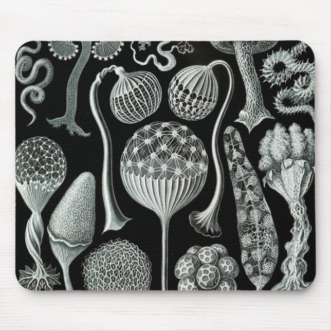 Tapis De Souris Ernst Haeckel Naturalista (Devant)