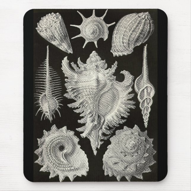 Tapis De Souris Ernst Haeckel - Prosobranchia (Devant)