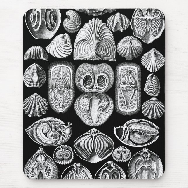 Tapis De Souris Ernst Haeckel Spirobranchia (Devant)