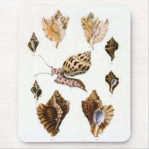 Tapis De Souris Escargots et mollusques anciens, organismes de la 