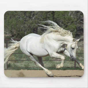 Tapis De Souris Étalon andalou courant, PR