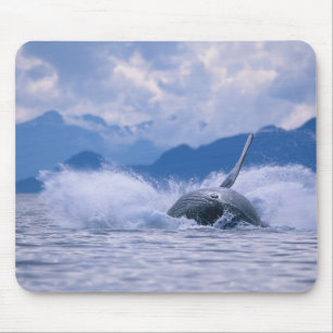 Tapis De Souris États-Unis, Alaska, Tongass National Forest, Bossu