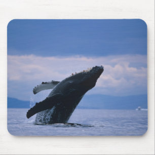 Tapis De Souris États-Unis, Alaska, Tongass National Forest, Bossu