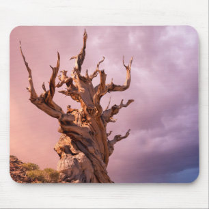 Tapis De Souris États-Unis, Californie, Forêt nationale d'Inyo 9