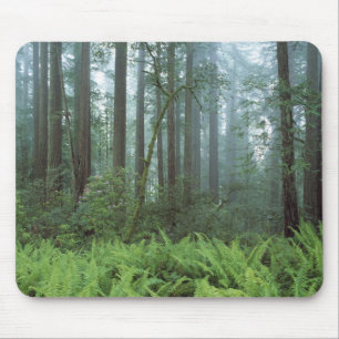 Tapis De Souris États-Unis, Californie, Parc national de Redwood. 