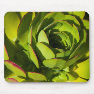 Tapis De Souris États-Unis, Californie. Plante de Lobelia géante e