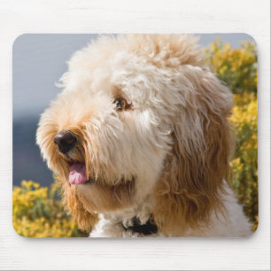 Tapis De Souris États-Unis, Californie. Portrait de Labradoodle 3