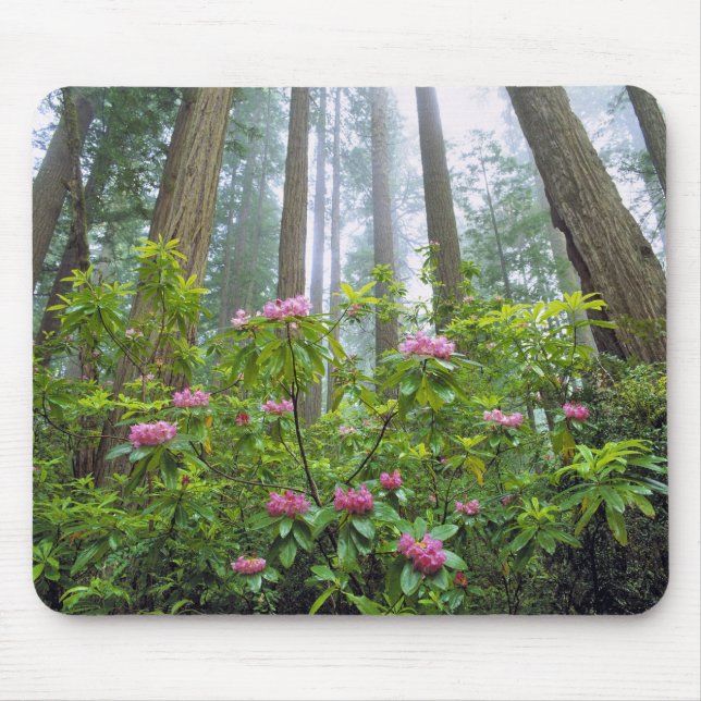 Tapis De Souris États-Unis, Californie, Redwood NP. Rhododendron (Devant)