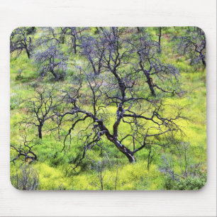 Tapis De Souris États-Unis, Californie, San Diego. Une forêt de ch