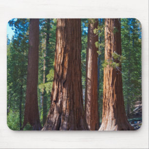 Tapis De Souris États-Unis, Californie. Troncs d'arbres Redwood, M