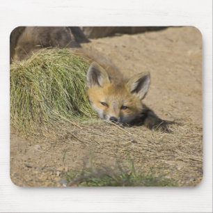 Tapis De Souris États-Unis, Colorado, Breckenridge. Alerte renard