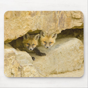 Tapis De Souris États-Unis, Colorado, Breckenridge. Renard roux cu