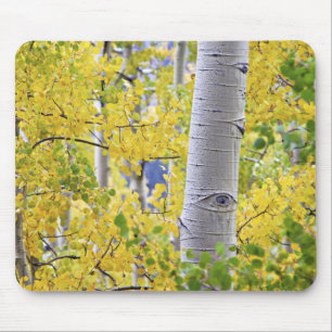 Tapis De Souris États-Unis, Colorado, Montagnes Rocheuses. Intime