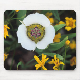 Tapis De Souris États-Unis, Colorado. Tulipe Mariposa