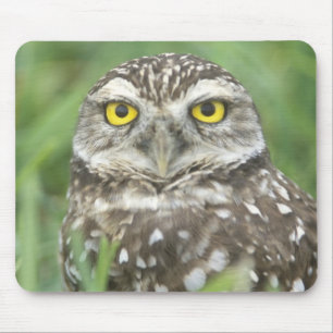 Tapis De Souris États-Unis, Floride, Cape Coral, Chevêche des terr