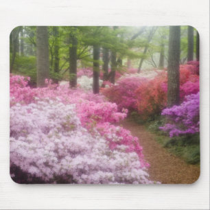 Tapis De Souris États-Unis ; Géorgie ; Pine Mountain. Azalées à