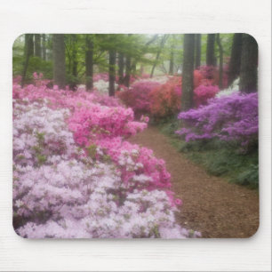 Tapis De Souris États-Unis ; Géorgie ; Pine Mountain. Azalées à 2