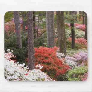 Tapis De Souris États-Unis, Géorgie, Pine Mountain. Une forêt de