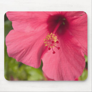 Tapis De Souris États-Unis, Hawaï, Kauai, Hibiscus
