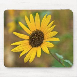 Tapis De Souris États-Unis, Kansas. Tournesol sauvage