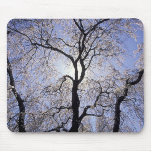 Tapis De Souris États-Unis, Kentucky, Lexington. Arbre rétro-éclai