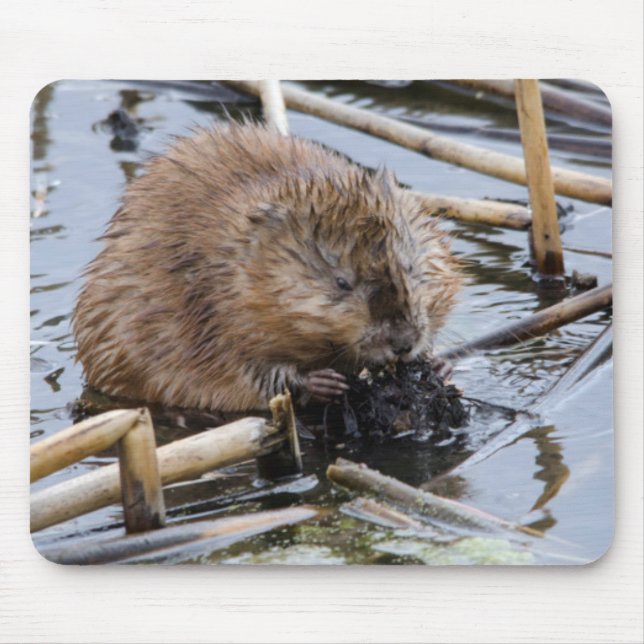 Tapis De Souris États-Unis, Nebraska. Castor (Devant)