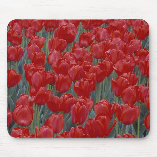 Tapis De Souris États-Unis, Ohio, Cincinnati. Lit de tulipes rouge (Devant)