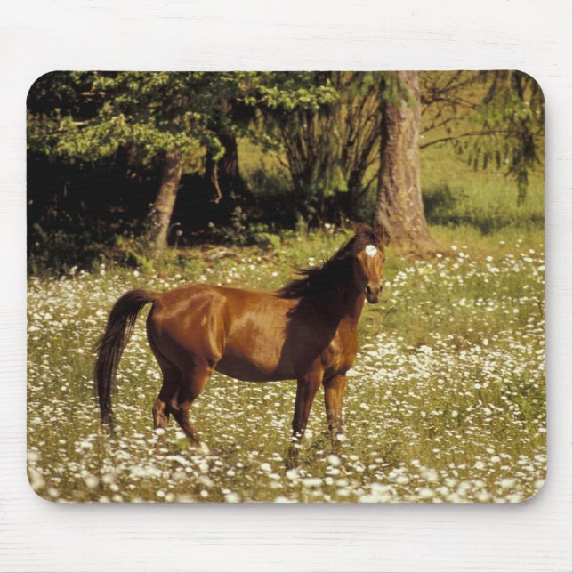 Tapis De Souris États-Unis, Oregon. Cheval dans un champ de pâquer (Devant)