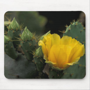 Tapis De Souris États-Unis, Texas, Cactus d'opuntia en fleurs.