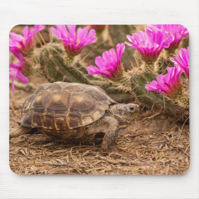 Tapis De Souris États-Unis, Texas, comté de Hidalgo. Tortue (Devant)
