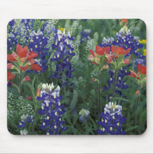 Tapis De Souris États-Unis, Texas Hill Country. Bleuets et